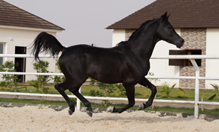 مدينة دبي الدولية للقدرة