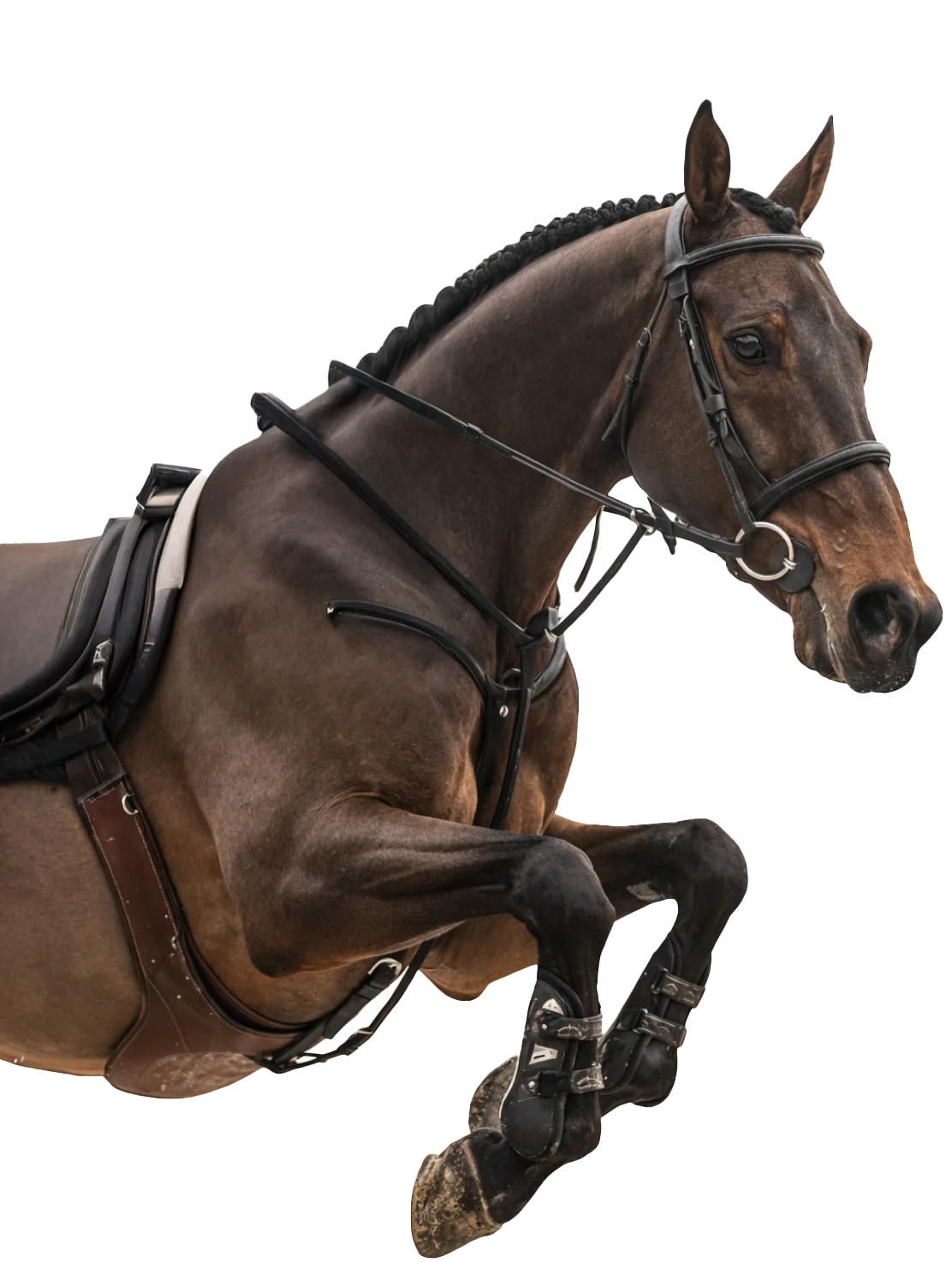 A Saudi Equestrian Vision